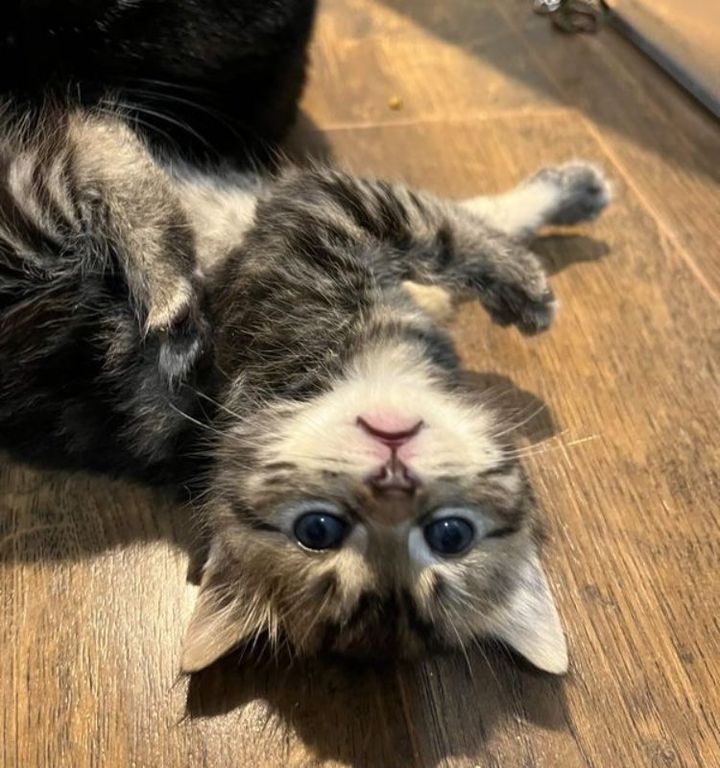 kitten upside down